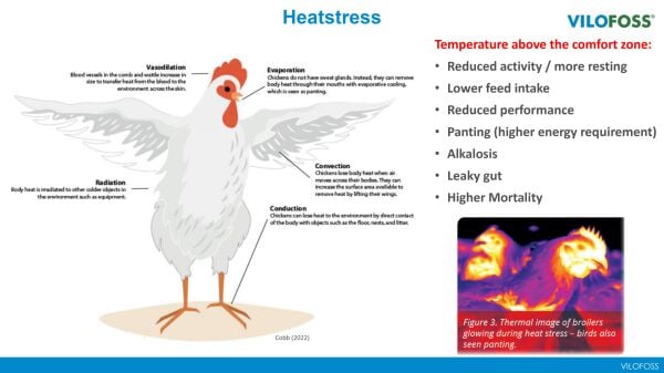 VİLOFOSS SUCCESS V AVİAN BREEZE