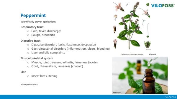 VİLOFOSS SUCCESS V AVİAN BREEZE