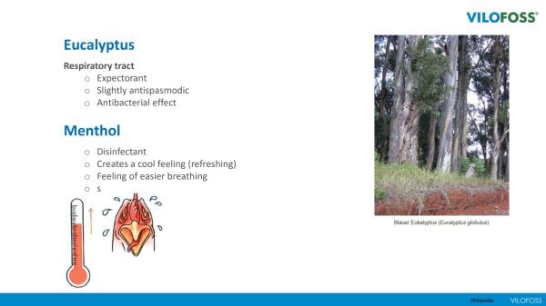 VİLOFOSS SUCCESS V AVİAN BREEZE